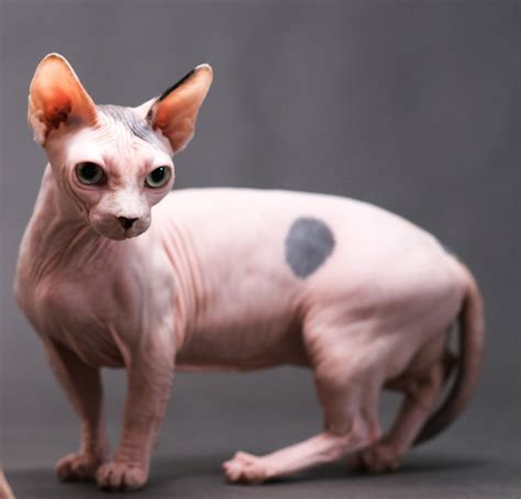 Cat With No Fur