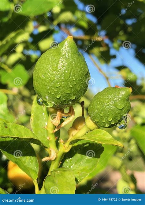 Lemon Tree Lemons Closeup Photo Stock Image Image Of Organic