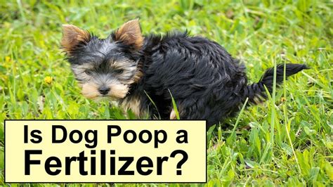 The character frequently appears at the end of videos, much like a bait and switch meme, as a heavily distorted voice says. Is Dog Poop a Fertilizer? - Doo Dudes: Dog Waste Removal ...