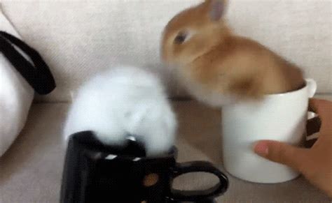 28 Of The Cutest Rabbit S In The History Of Rabbit S Bunny 