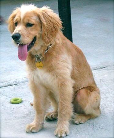 Maybe you would like to learn more about one of these? Golden Cocker Retriever (Golden Retriever Cocker Spaniel ...
