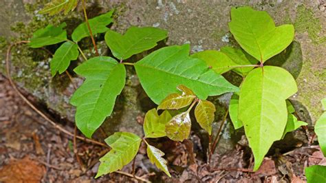 Poison Oak Vs Poison Ivy What S The Difference