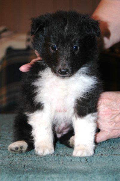 Sable Whites Are Still My Fave But This Biblack Pup Is Just Cute