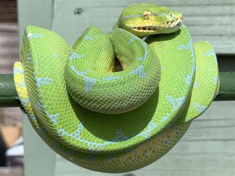 Manokwari Green Tree Python Reptile Forums