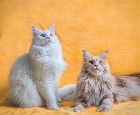 Maine Coon Vs Norwegian Forest Cat—how To Choose