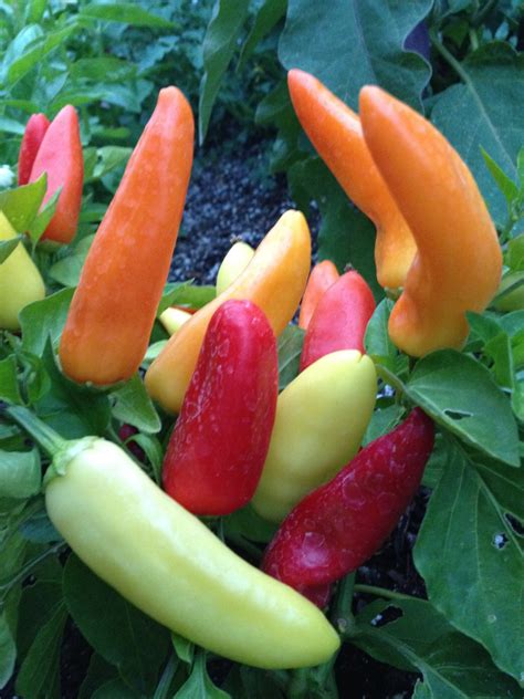 Sweet, just below medium hot, tasty large pods which are great for stuffing and salads for example. Hungarian Hot Wax Pepper Organic Heirloom Seeds Rare Seeds
