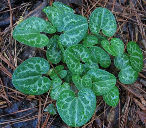 From you flowers offers a selection of green house plants, flowering plants and colorful plants for every occasion. Using Georgia Native Plants: Native Spring Perennials in ...