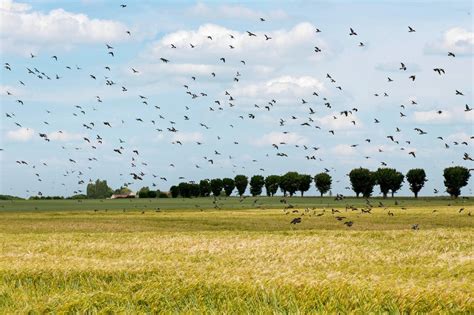 Campo De Trigo Com Corvos