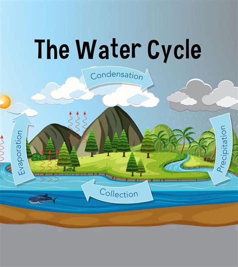 The Water Cycle Facts