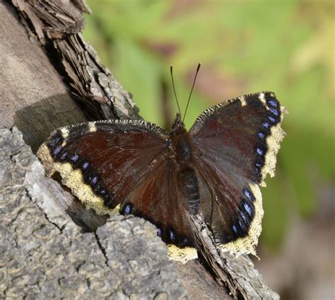 Vector blue butterfly (polyommatus icarus) with open wings. The Butterflies of the End of Summer in Mississauga ...