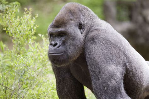 Pioneering Research In Gorilla Behavior Zoo Atlanta