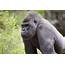 Pioneering Research In Gorilla Behavior  Zoo Atlanta
