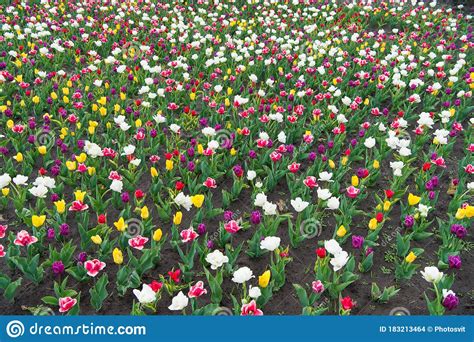 Sea Of Tulips Spring Floral Background Netherlands Countryside