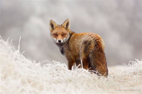 Charming Red Fox Photos Capture Their Resilience In The