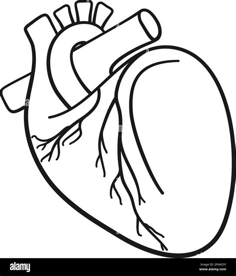 Illustration Of Anatomical Human Heart Organ In Vector Stock Vector