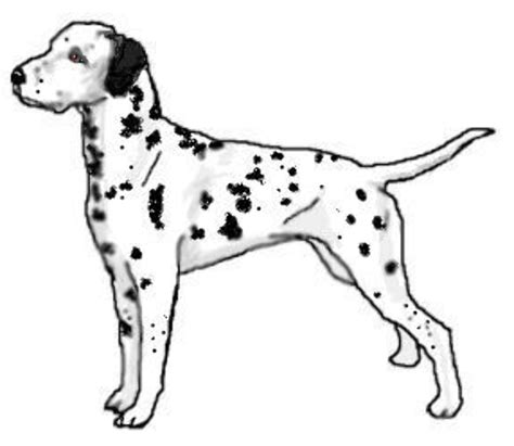 Download High Quality Dog Clipart Dalmatian Transparent Png Images