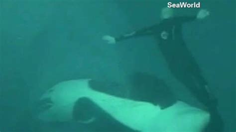 Video Of Killer Whale Attacking Trainer Anderson Cooper 360