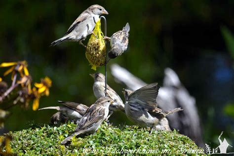 Viele vögel verbringen den winter hierzulande und erfreuen uns immer mit ihrer anwesenheit. Vögel in unserem Garten