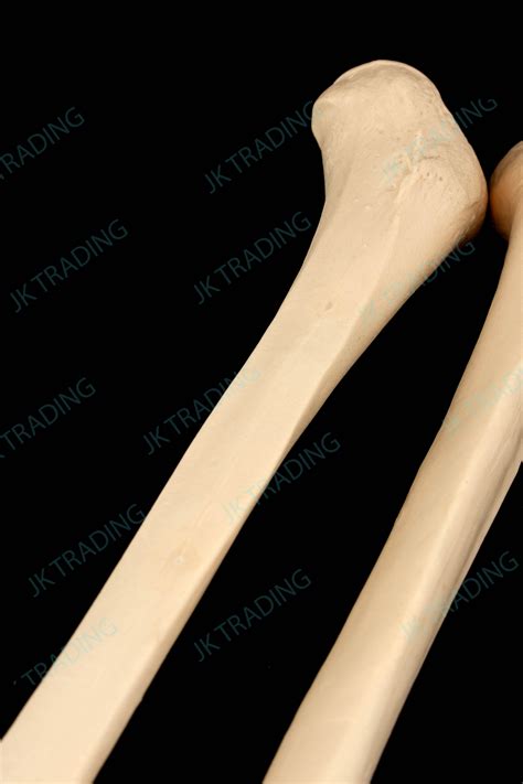 Anatomical Human Tibia Bone Model Left And Right Leg Skeleton Anatomy