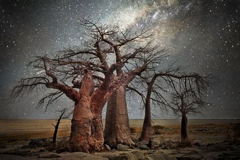 Beth Moon Photographs The Worlds Oldest Trees Illuminated By Starlight