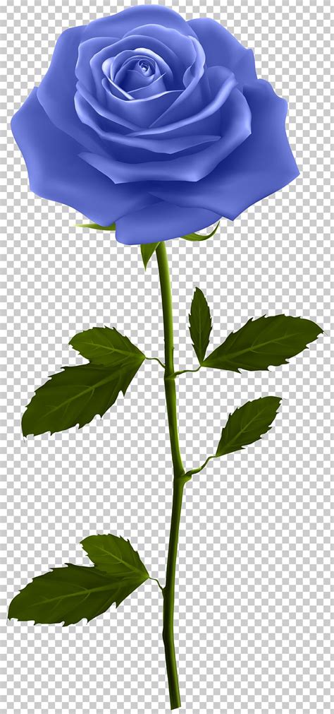 Rose Flower Png Clipart Blue Blue Rose Clipart Clip Art Flora