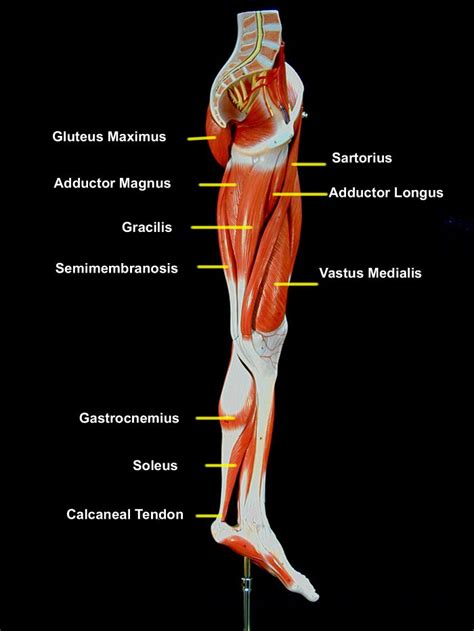 The decrease of muscle size and hip pain may contribute to the decrease of muscle strength in hip oa. muscles of the leg and hip - Google Search | Study that ...