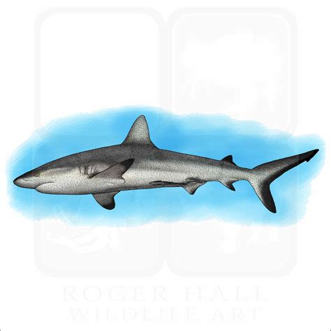Grey Reef Shark Signed Fine Art Print Inkart