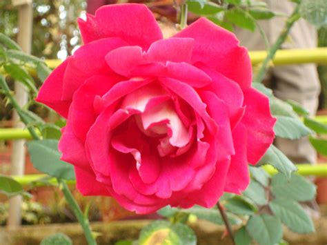 Filebig Red Rose