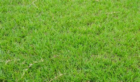 All You Need To Know About Centipede Grass Vlrengbr