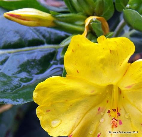 The most comprehensive image search on the web. 17 Best images about 4 o'clock flowers on Pinterest ...