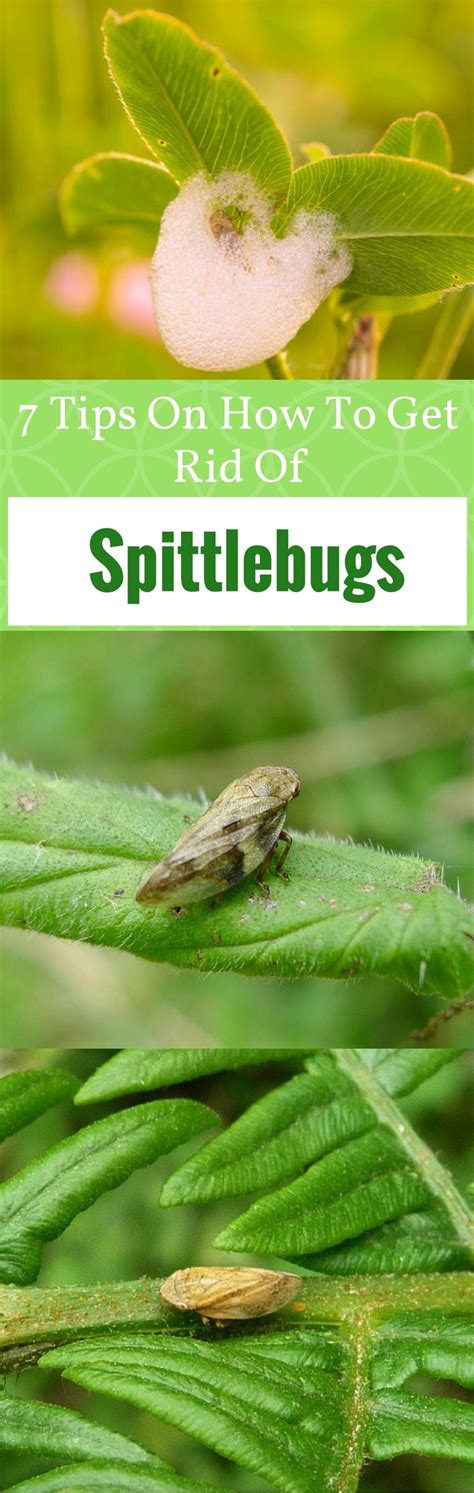 Hiccups are a sign of psychosomatic or gastrointestinal origin; 7 Tips on How To Get Rid of Spittlebugs Organically ...