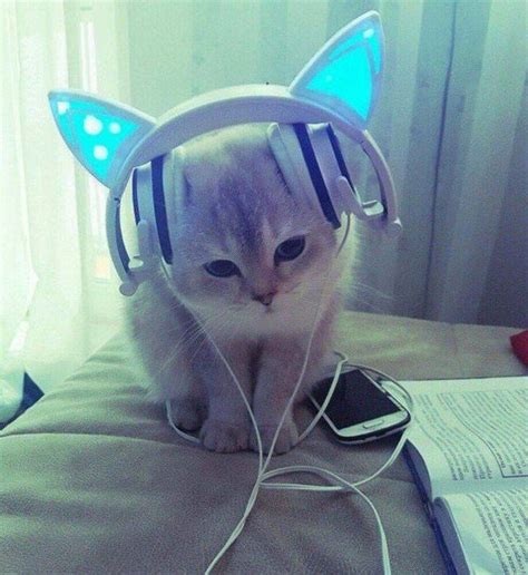 Kitten With Cat Ear Headphones Funny Animals Cute Little Kittens