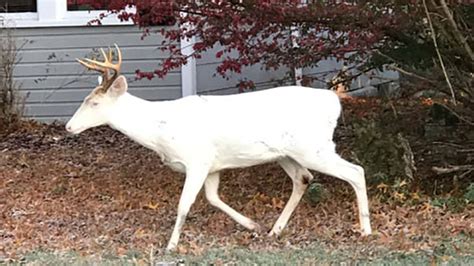 Rare Sight Apparent Albino Deer Spotted In North Hills Wpxi