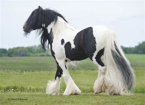 Rare Horse Breeds Of The World