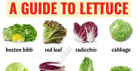 It gets a bad reputation in the nutrition industry for not being as nutritious as, say, romaine. Types of Lettuce: 21 Different Lettuce Types with ESL ...