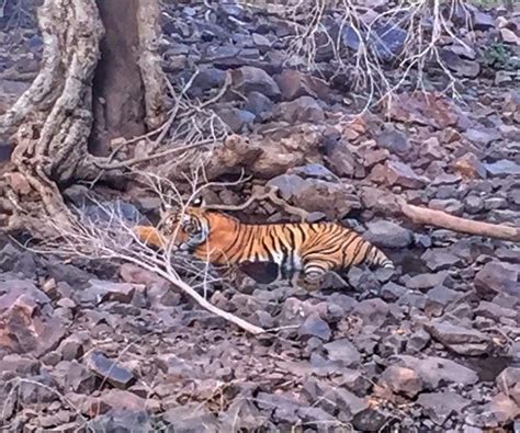 Ranthambore Safari Tours Ranthambore National Park All You Need To Know Before You Go