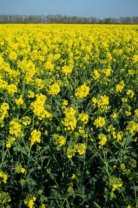Field With Flowering Mustard Plant Beautiful Yellow Flowers Of Sinapis