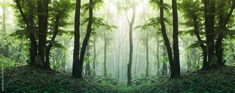 High Resolution Forest Panorama Sunny Green Woods Landscape Stock