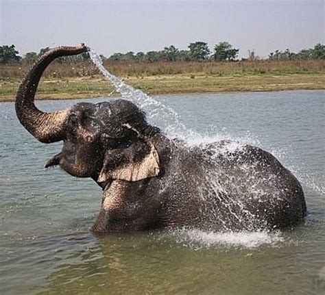 And This Baby Elephant Taking A Very Amazing Bath Elephant Elephant