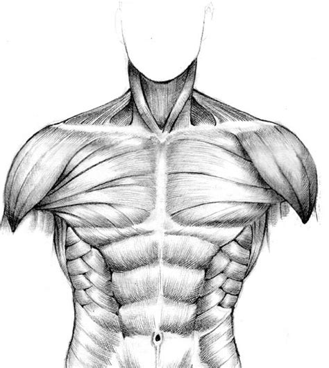 Muscular Study Front Torso By Seventyseven On Deviantart Human
