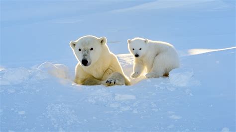 Shaky Oasis For Some Polar Bears Found But Not For Species Trendradars