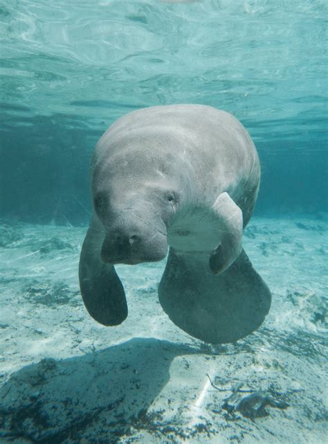The Cutest Creatures Of The Sea 7 Baby Manatee Facts Animal Corner