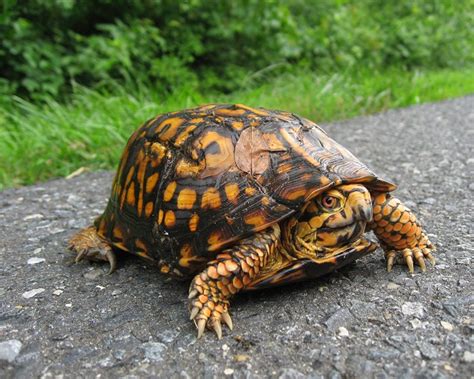 I worked hard to forage a natural diet for my turtle and he always appreciated it , it seemed anyway hes very i was skeptical getting my box turtles this canned food as they are finicky eaters. Eastern Box Turtle Facts and Pictures | Reptile Fact