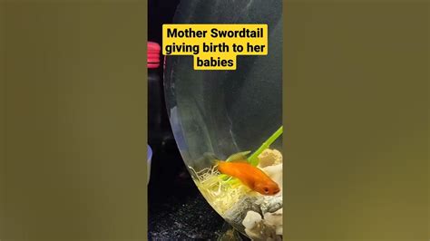Mother Swordtail Fish Giving Birth To Her Baby Youtube