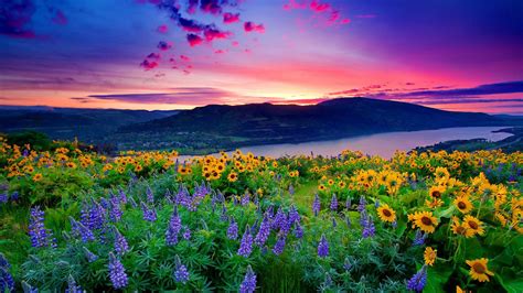 Nature Landscape Yellow Flowers And Blue Mountain Lake