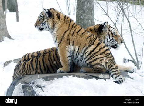 First Snow For The Amur Tiger Cubs At The Bronx Zoo New York City Usa