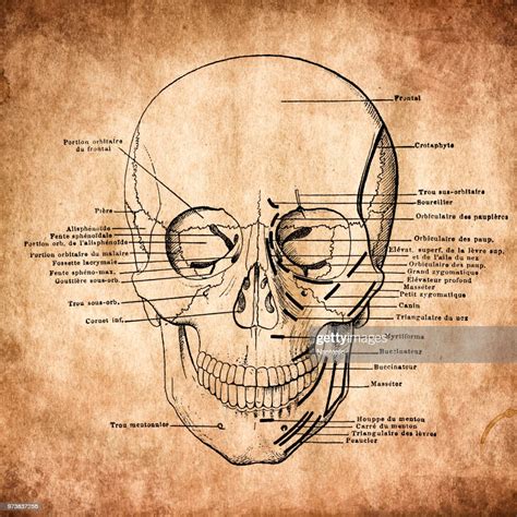 Anatomy Human Skull Vintage Engraving High Res Vector Graphic Getty