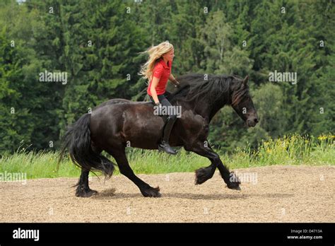 13 Jahre Altes Mädchen Reiten Ohne Sattel Auf Einem Galoppierenden Friesische Pferd Ohne Zügel