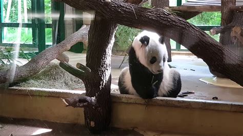 New Male Panda Yuan Yuan In Zoo Vienna Youtube