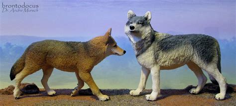 Coyote And Wolf Size Comparison Gambar Wallpaper Keren Images And